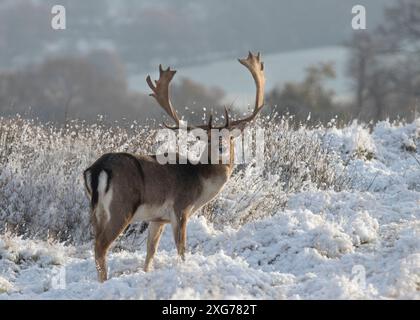 Großer Brachhirsch mit großen gebogenen Geweihen steht im britischen Winter in verschneiten Landschaften und starrt in die Kamera Stockfoto