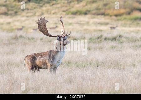 Einzelne Hirschhirsche mit gebogenen großen Geweihen stehen im hellen Grasland westlich von Sussex Großbritannien Stockfoto