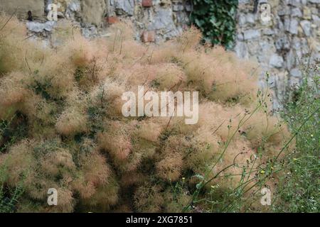 Feuchter Rauchbaum an einer Stadtmauer Stockfoto