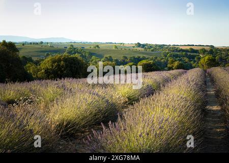 Lavendelanbau bereit für die Sommerernte. Stockfoto