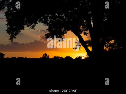 Pekannussbaum im Vordergrund in Silhouette im Sommer mit einer hellen Sonne und Wolken im Hintergrund hell gefärbt. Stockfoto