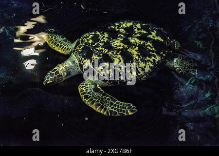 Hinter den Kulissen Diergaarde Blijdorp Zoo: Hinter den Kulissen des Aquariums. Rotterdam, Niederlande. Rotterdam Diergaarde Blijdorp Zuid-Holland Nederland Copyright: XGuidoxKoppesxPhotox Stockfoto