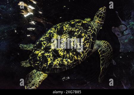 Hinter den Kulissen Diergaarde Blijdorp Zoo: Hinter den Kulissen des Aquariums. Rotterdam, Niederlande. Rotterdam Diergaarde Blijdorp Zuid-Holland Nederland Copyright: XGuidoxKoppesxPhotox Stockfoto