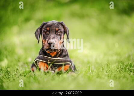 Dobermann Welpen im Gras. Welpe liegt auf dem grünen Rasen. Er ist schwarz und braun, und so süß. Stockfoto