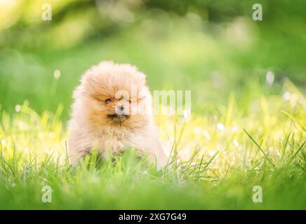 Niedlicher pommerscher Spitz-Hund, der auf grünem Gras sitzt. Stockfoto