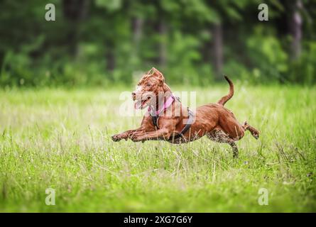 Wunderschöner Brown American Pit Bull Terrier Hund, der auf dem Feld läuft Stockfoto