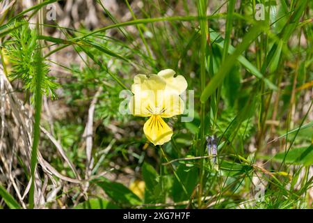 Schöne gelbe Blüten von Viola lutea, dem Stiefmütterchen in den Tatra Bergen, Polen. Stockfoto