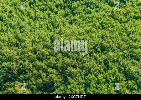 Grüner Nadelhintergrund. Pinus pumila, die sibirische Zwergkiefer, sibirische Zwergkiefer, Zwergkiefer, japanische Kiefer, Kriechkiefer Stockfoto