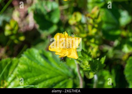 Schöne gelbe Blume von Geum montanum, der Alpenavens. Tatra, Polen. Stockfoto