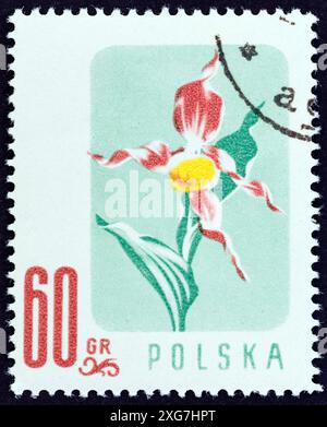 POLEN - UM 1957: Ein in Polen gedruckter Stempel aus der Ausgabe „Wildblumen“ zeigt gelbe Damenschuh-Orchidee (Cypripedium calceolus) Stockfoto
