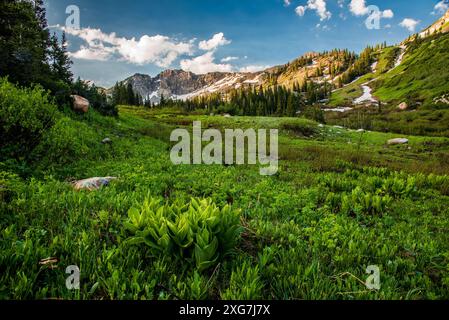 Wunderschönes Albion Basin im Little Cottonwood Canyon, Utah, USA. Im Juli und August hat sie eine der schönsten Wildblumenblüten in den USA. Stockfoto