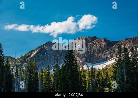 Wunderschönes Albion Basin im Little Cottonwood Canyon, Utah, USA. Im Juli und August hat sie eine der schönsten Wildblumenblüten in den USA. Stockfoto