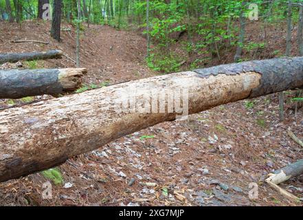 Große Kiefer, die über einen Weg in der Nähe des Jordan Lake in North Carolina gefallen ist. Stockfoto