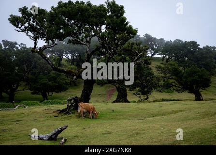 Gehörnte Kuh weidet in einem nebeligen Lorbeerwald Stockfoto