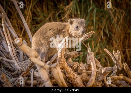 Der Steinhyrax, ein Nagetier aus dem Nahen Osten, in den trockenen Büschen der israelischen Wüste, im Naturschutzgebiet ein Gedi. Stockfoto