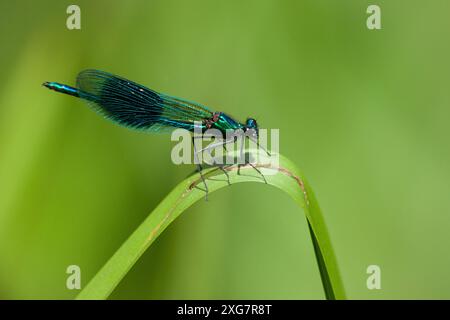 Männliche Banded Demoiselle auf dem Blatt Stockfoto