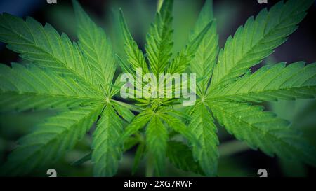 Nahaufnahme der Blätter von jungen kleinen Cannabispflanzen Hanf Stockfoto