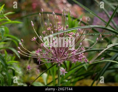 Allium schubertii, das verschiedene gebräuchliche Namen hat, darunter Zierzwiebeln, blühende Zwiebeln, Trommelzwiebeln und persische Zwiebeln Stockfoto