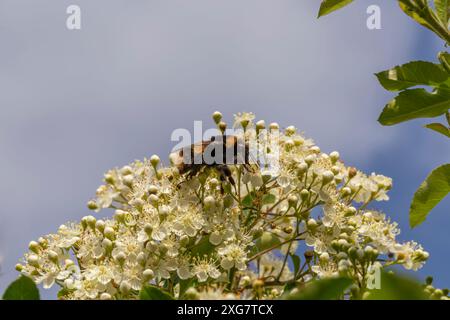 Hummel auf Weißdornblüte Stockfoto