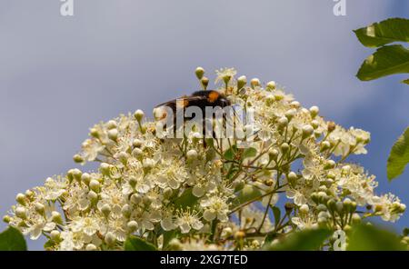 Hummel auf Weißdornblüte Stockfoto