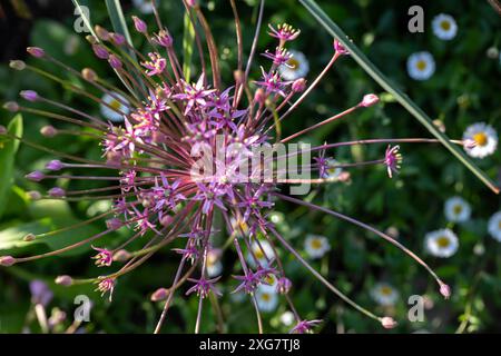 Allium schubertii, das verschiedene gebräuchliche Namen hat, darunter Zierzwiebeln, blühende Zwiebeln, Trommelzwiebeln und persische Zwiebeln Stockfoto