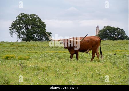 Ein großer orangefarbener, brauner Longhorn-Stier mit langen, geschwungenen Hörnern, der auf einer grasbewachsenen Weide mit Bäumen und einem Gebäudeturm im Hintergrund steht. Stockfoto