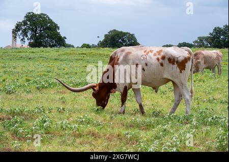 Ein weißer Longhorn-Stier mit orangefarbenem Kopf und Hals, und Flecken an seinen Seiten, die auf dem grünen Gras auf einer Ranch Weide weiden. Stockfoto