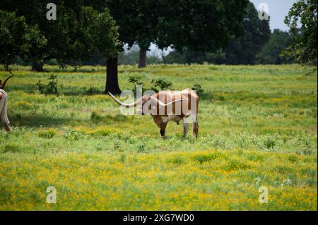 Ein großer, orange-weißer Longhorn-Bulle mit langen, geschwungenen Hörnern, der durch eine grasbewachsene Weide voller gelber Blumen und Bäume geht. Stockfoto
