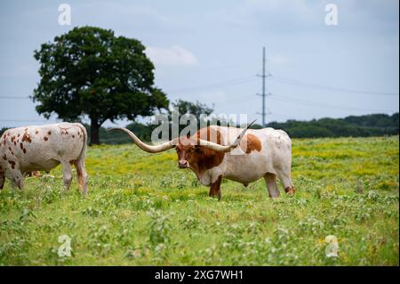 Ein weißer Longhorn-Stier mit orangefarbenen, braunen Flecken und langen, geschwungenen Hörnern, der auf einer Weide mit Gras und gelben Blumen steht. Stockfoto