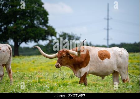Ein weißer Longhorn-Stier mit orangefarbenen, braunen Flecken und langen, geschwungenen Hörnern, der auf einer Weide mit Gras und gelben Blumen steht. Stockfoto
