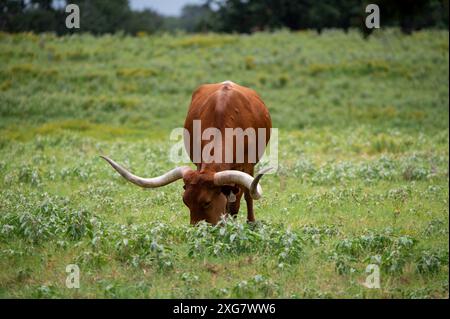 Ein orangener Longhorn-Bulle mit langen, geschwungenen Hörnern, die auf dem grünen Gras grasen und gelben Blumen auf einer Weide der Ranch. Stockfoto