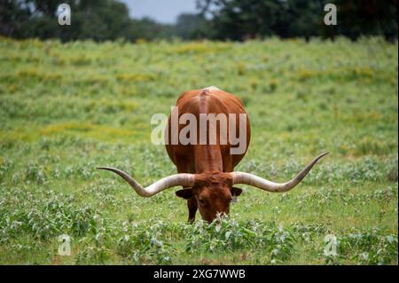 Ein orangener Longhorn-Bulle mit langen, geschwungenen Hörnern, die auf dem grünen Gras grasen und gelben Blumen auf einer Weide der Ranch. Stockfoto