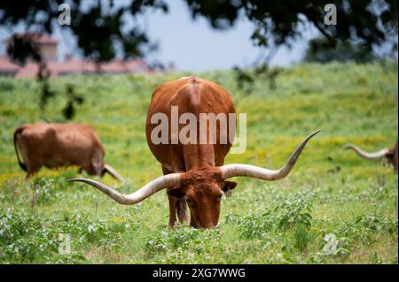 Ein orangener Longhorn-Bulle mit langen, geschwungenen Hörnern, die auf dem grünen Gras grasen und gelben Blumen auf einer Weide der Ranch. Stockfoto