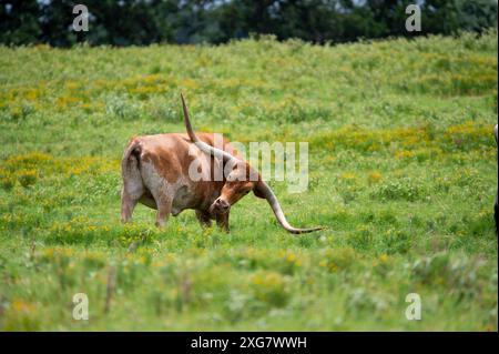 Ein orangener Longhorn-Stier mit langen, gebogenen Hörnern, die sich nach hinten bewegen, um einen Juckreiz zu kratzen, während er auf einer Weide voller grüner Gras und gelber Blumen steht. Stockfoto