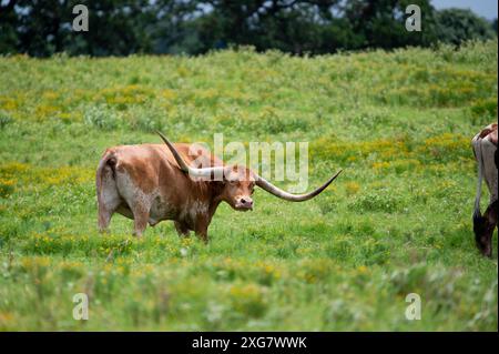 Ein orangener Longhorn-Bulle mit langen, geschwungenen Hörnern hält inne, um zurückzublicken, während er über eine Weide voller grüner Gras und gelber Blumen geht. Stockfoto