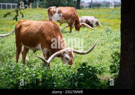 Ein orange-weißer Longhorn-Bulle mit langen, geschwungenen Hörnern, die auf dem zarten, grünen Gras auf einer mit gelben Blüten gefüllten Weide weiden. Stockfoto