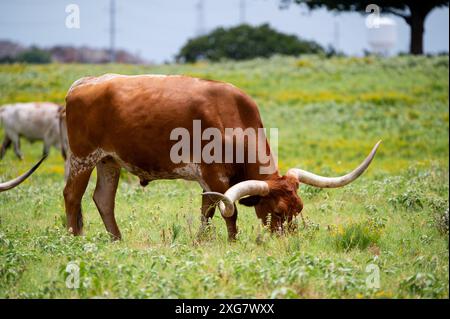 Ein orange-weißer Longhorn-Bulle mit langen, geschwungenen Hörnern, die auf dem zarten, grünen Gras auf einer mit gelben Blüten gefüllten Weide weiden. Stockfoto