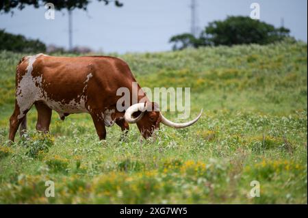 Ein orange-weißer Longhorn-Bulle mit langen, geschwungenen Hörnern, die auf dem zarten, grünen Gras auf einer mit gelben Blüten gefüllten Weide weiden. Stockfoto