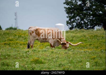 Ein orange-weißer Longhorn-Bulle mit langen, geschwungenen Hörnern, die auf dem zarten, grünen Gras auf einer mit gelben Blüten gefüllten Weide weiden. Stockfoto