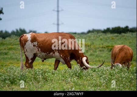 Ein orange-weißer Longhorn-Bulle mit langen, geschwungenen Hörnern, die auf dem zarten, grünen Gras auf einer mit gelben Blüten gefüllten Weide weiden. Stockfoto