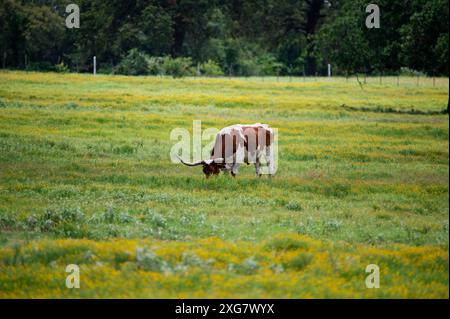 Ein orange-weißer Longhorn-Bulle mit langen, geschwungenen Hörnern, die auf dem zarten, grünen Gras auf einer mit gelben Blüten gefüllten Weide weiden. Stockfoto