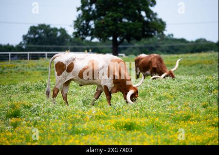 Ein orange-weißer Longhorn-Bulle mit langen, geschwungenen Hörnern, die auf dem zarten, grünen Gras auf einer mit gelben Blüten gefüllten Weide weiden. Stockfoto