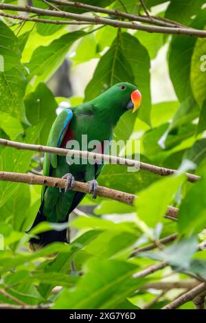 Eclectus Papagei - Eclectus roratus, schöner bunter Papagei aus indonesischen Wäldern und Wäldern, Neuguinea, Papua-Neuguinea. Stockfoto