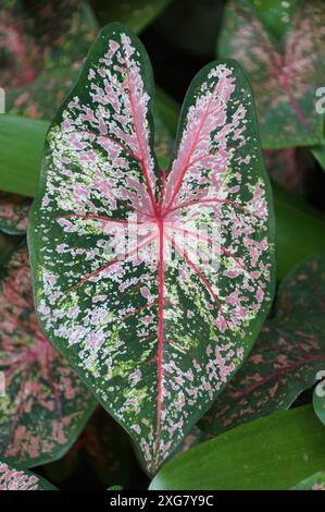 Nahaufnahme eines wunderschönen rosa, weißen und grünen Blattes eines dreifarbigen Caladium Pink Beauty Blattes Stockfoto