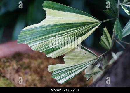 Nahaufnahme des geclusterten, variierten Fischschwanzpalmenblattes Stockfoto