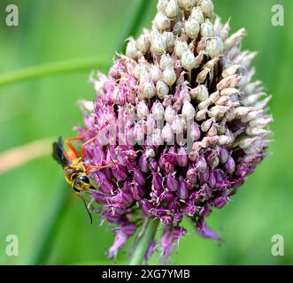 Great Golden Digger Wasp (Sphex ichneumoneus) auf lila allium Stockfoto