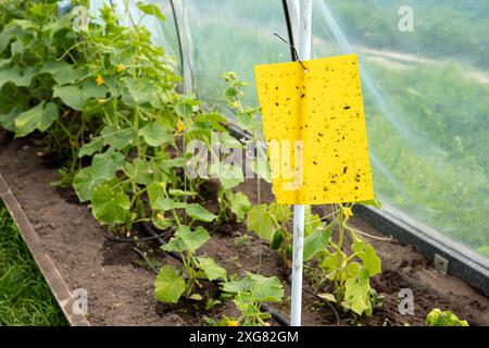 Gelbes klebriges, fliegendes Insektenklebebrett, das im Gewächshaus hängt. Schädlingsbekämpfungskonzept in der Landwirtschaft. Gurkenpflanzen, die in einer Reihe wachsen. Stockfoto