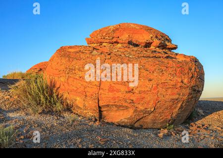 Riesige runde Sandsteinblöcke, rot mit Eisenoxid gefärbt, liegen auf der Lehmoberfläche in der Red Rock Coulee Natural Area, Alberta Stockfoto