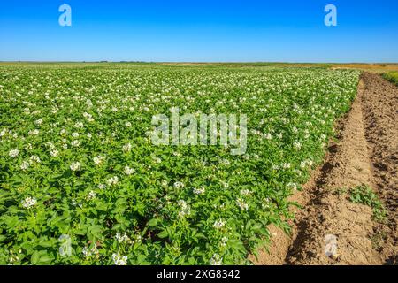 Ein Feld mit Kartoffelpflanzen, das im Süden Albertas blüht Stockfoto