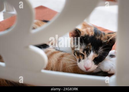 Ruhige Calico-Katze auf einem gepolsterten Stuhl, weich verschwommener Vordergrund, der dem Bild Tiefe verleiht. Stockfoto
